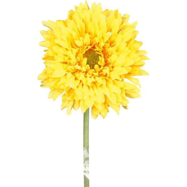 Gelbe Blume mit vielen Blütenblättern und einem grünen Stiel, vor weißem Hintergrund.