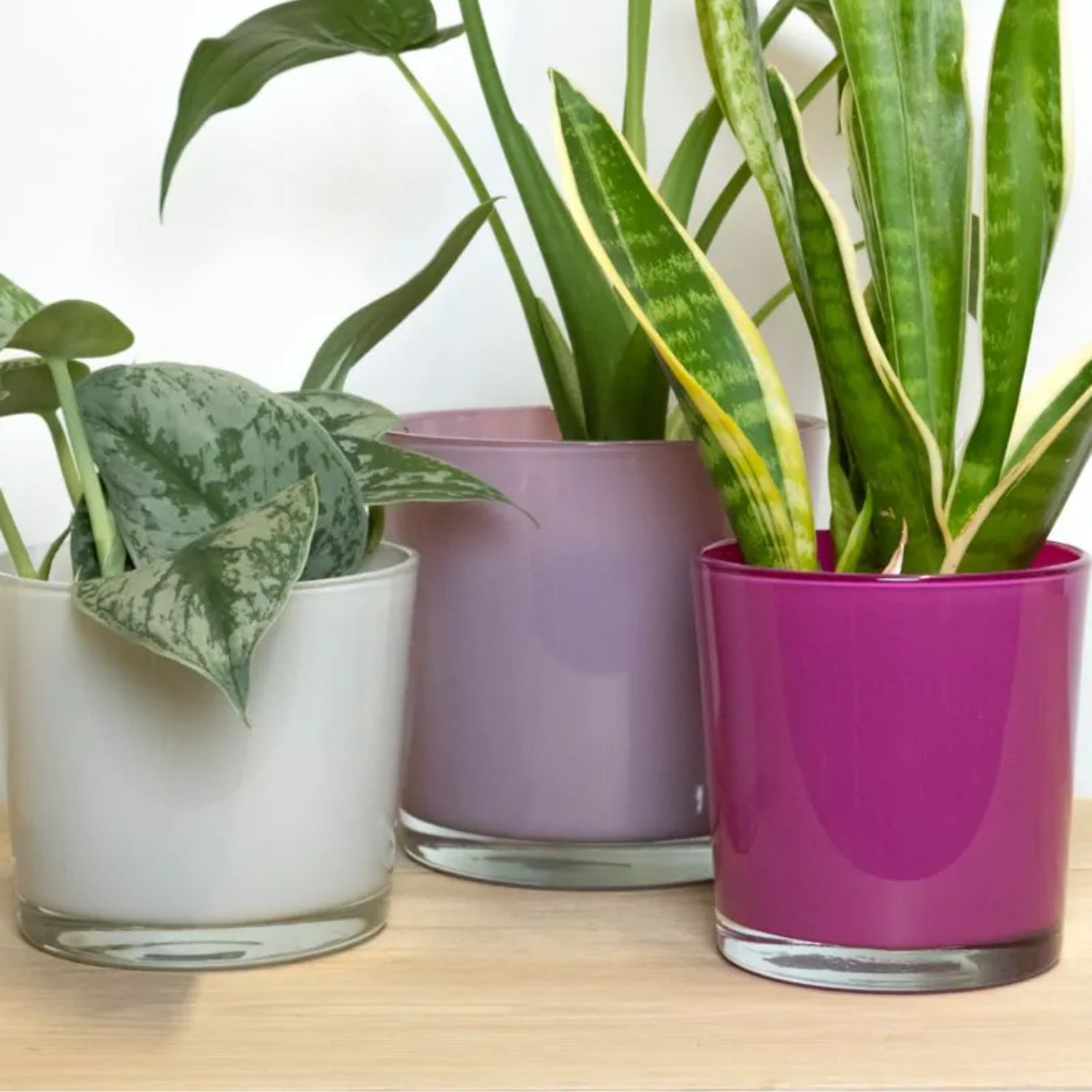 Drei Pflanzen in bunten Töpfen stehen auf einer Holzoberfläche. Die Töpfe sind grau, lila und pink.