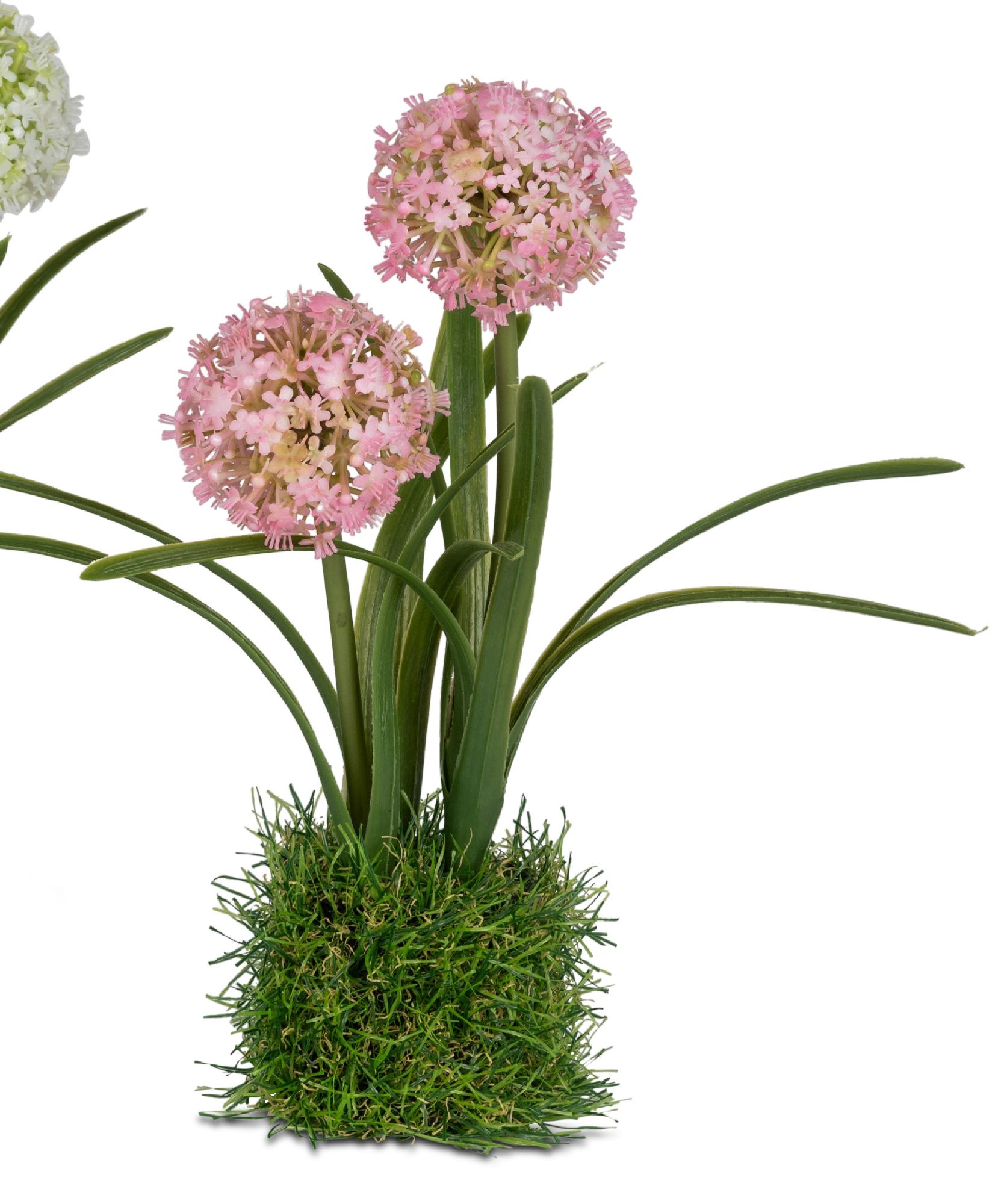 Zwei rosa Blüten mit kleinen Blütenblättern stehen auf langen, grünen Stängeln in einer grasähnliche