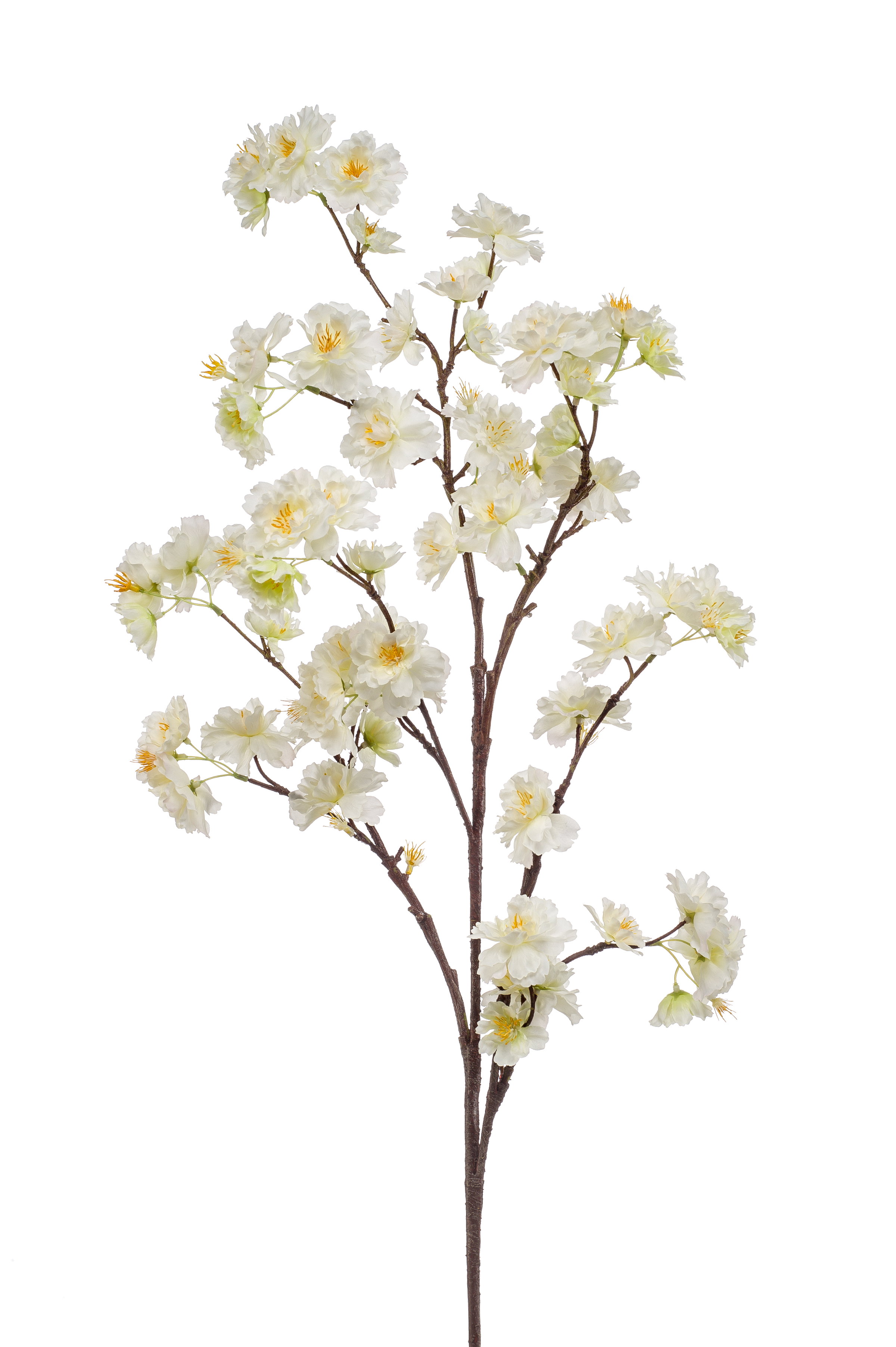 Zweig mit weißen Blüten und gelben Staubgefäßen auf einem braunen Stamm, vor weißem Hintergrund.