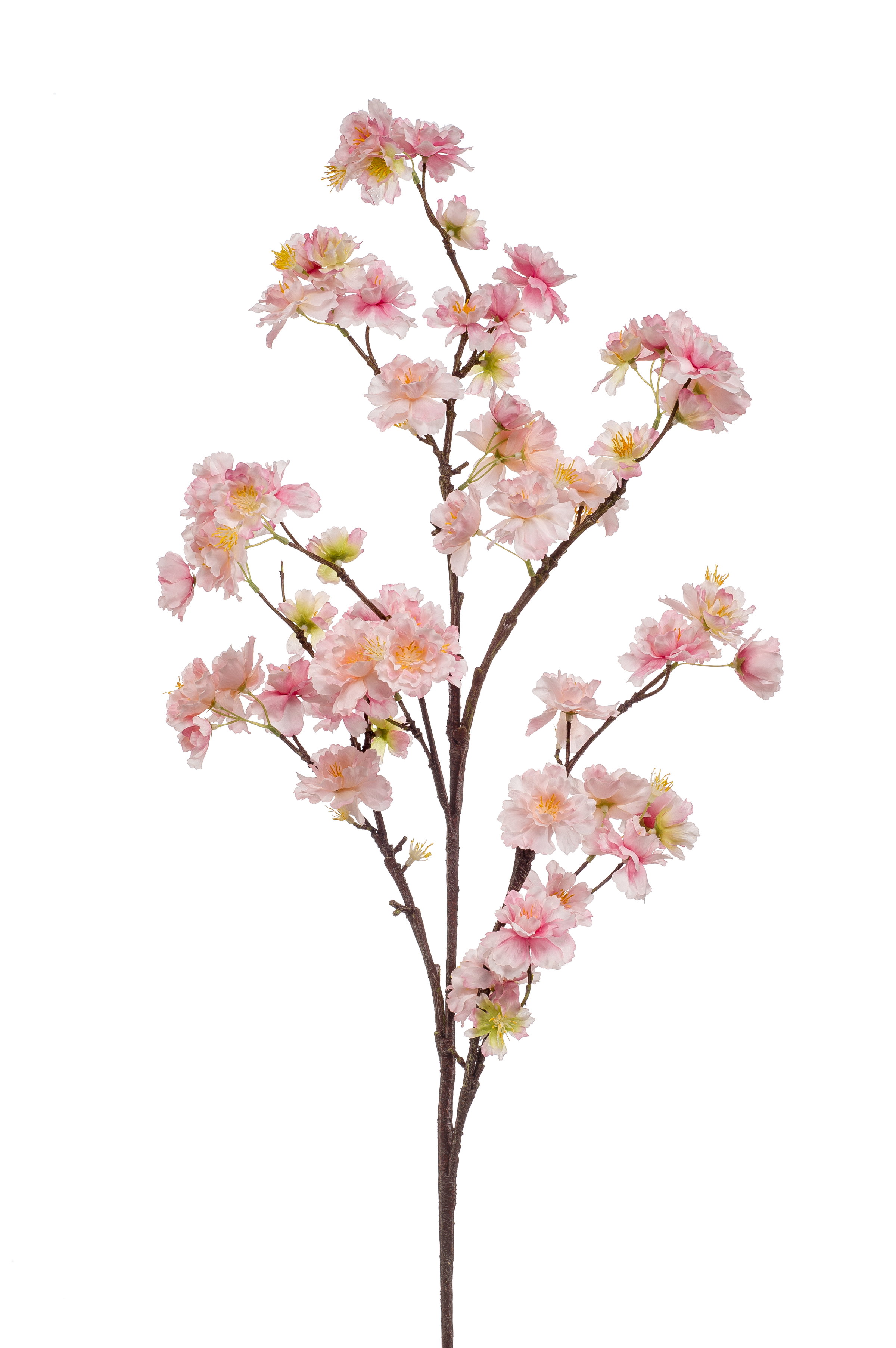 Zweig mit rosa Blüten und grünen Blättern auf einem braunen Stamm, vor weißem Hintergrund.