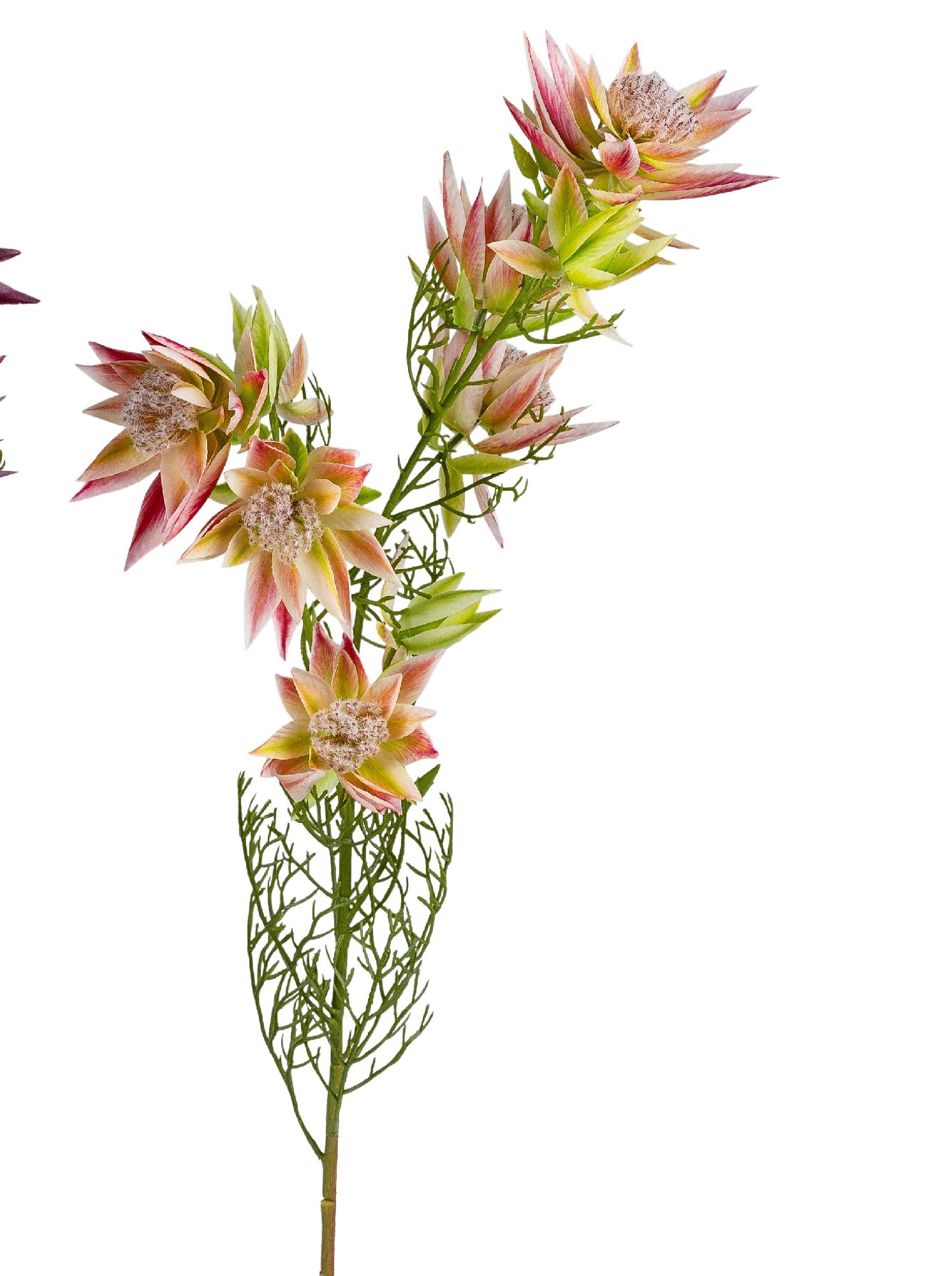 Blütenzweig mit mehreren rosa-grünen Blüten und feinen, grünen Blättern auf einem langen Stängel.