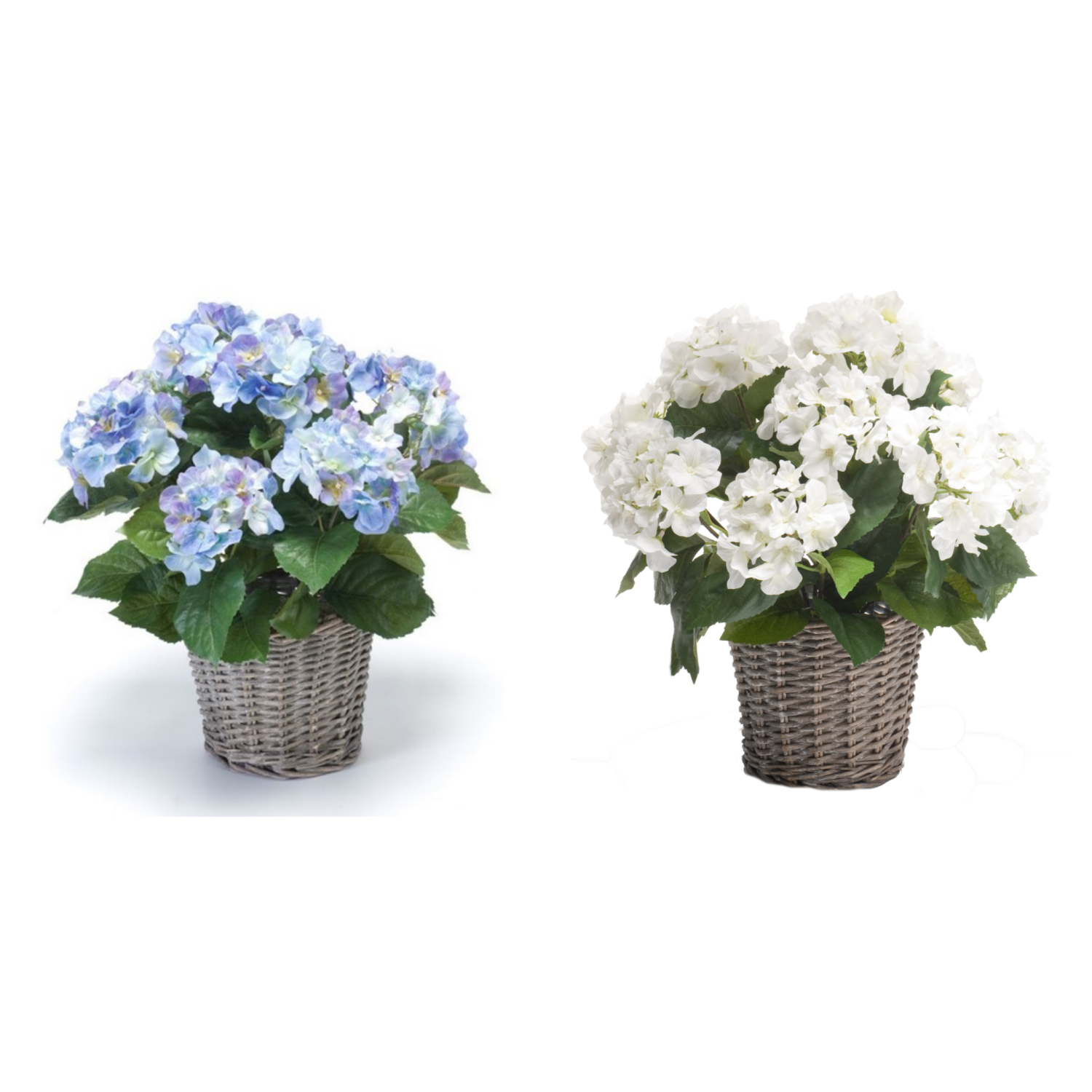 Zwei Topfpflanzen: links mit blauen Blüten, rechts mit weißen Blüten, beide in geflochtenen Körben.