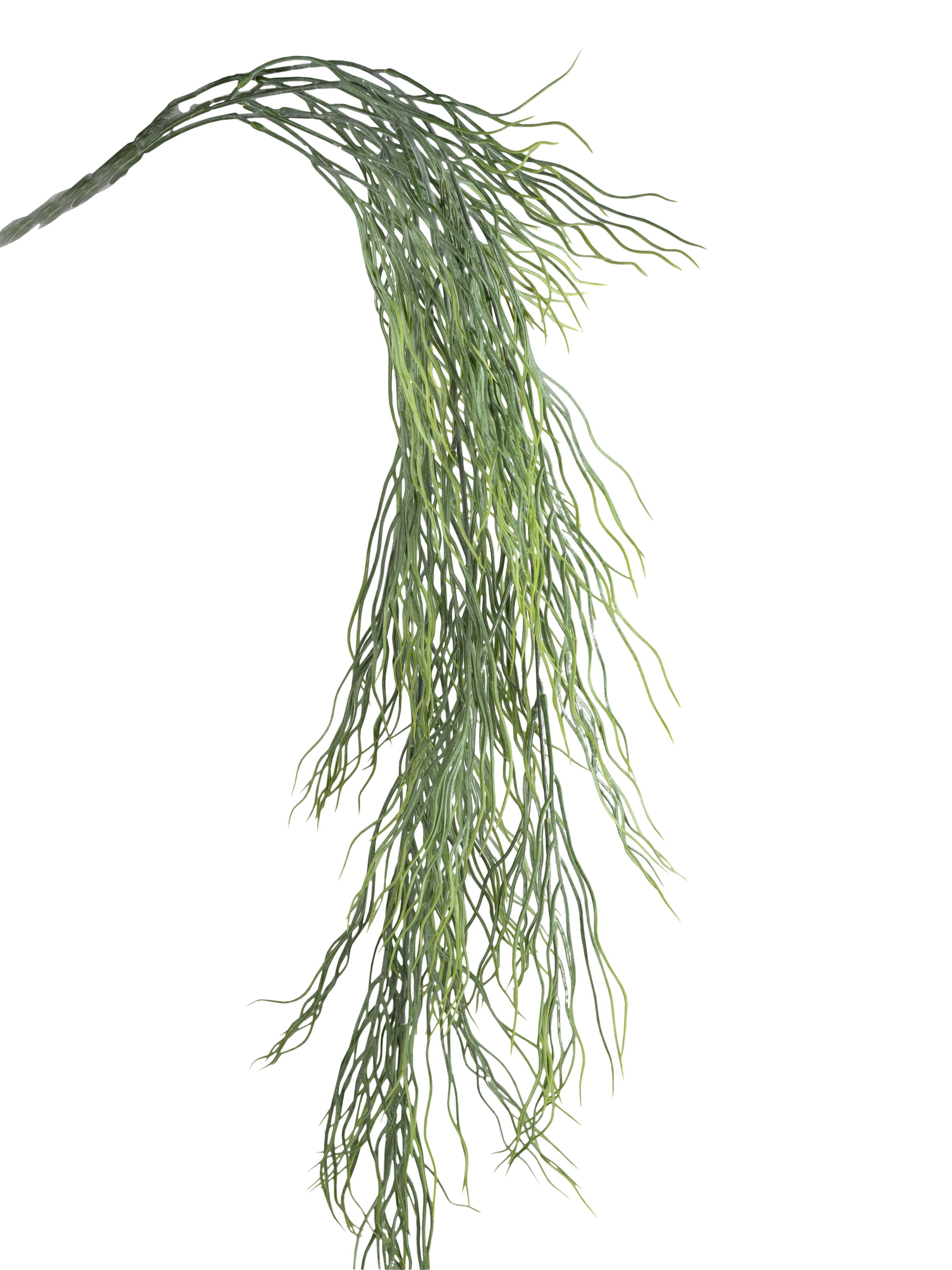 Grüne, lange Pflanzenfaser mit feinen, schmalen Blättern, die nach unten hängen. Der Hintergrund ist weiß.
