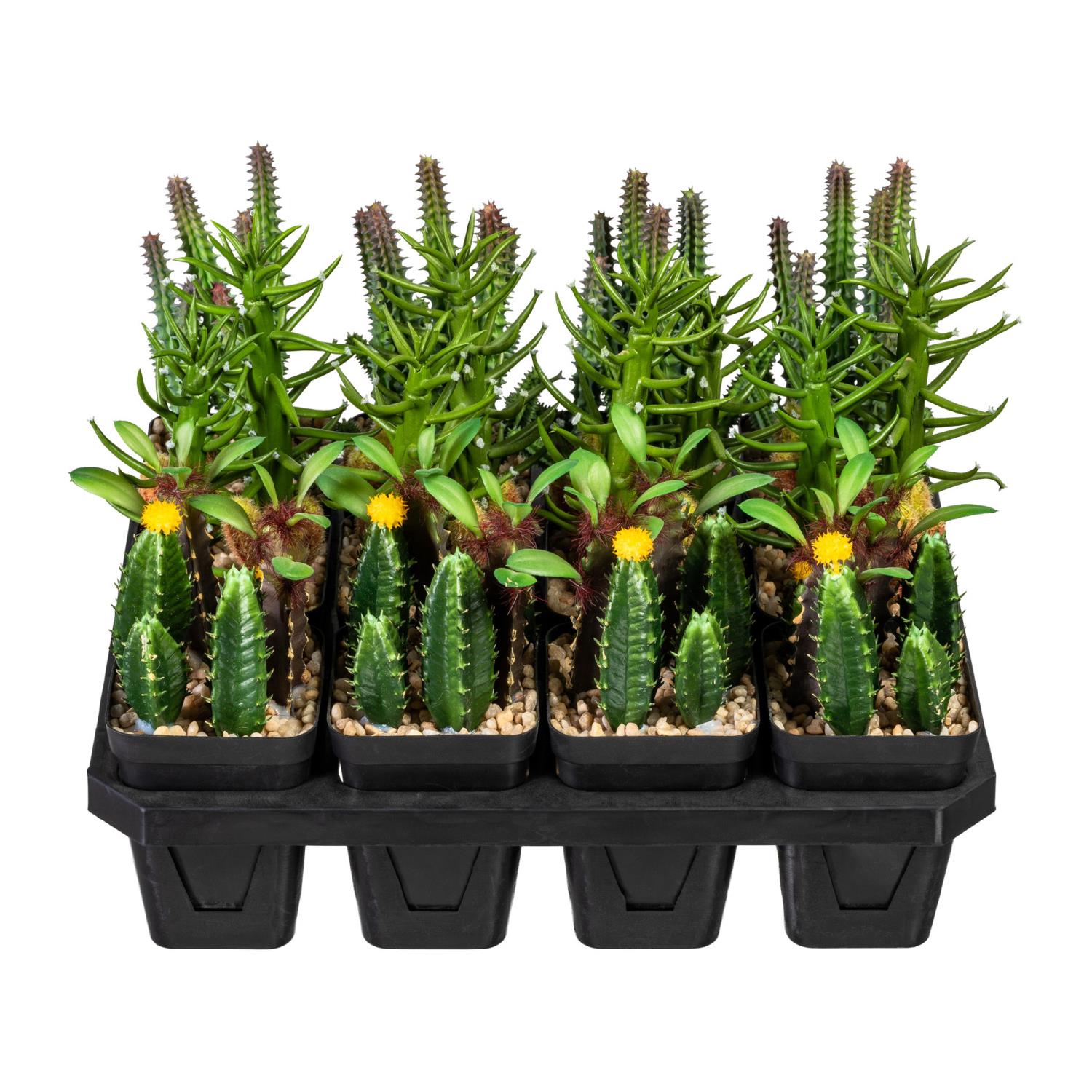 Eine Gruppe von Sukkulenten und Kakteen in schwarzen Töpfen, angeordnet auf einem Träger mit Kieselsteinen.