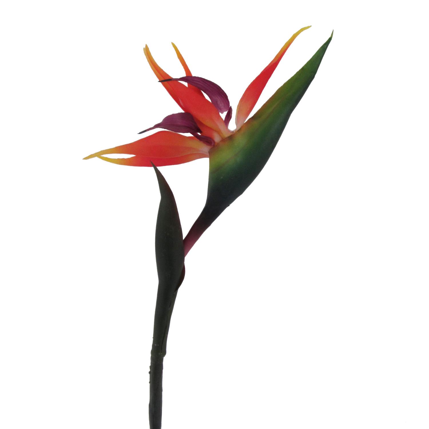 Eine Blume mit leuchtend roten und orangefarbenen Blütenblättern, die sich nach oben winden, an einem langen, grünen Stängel.