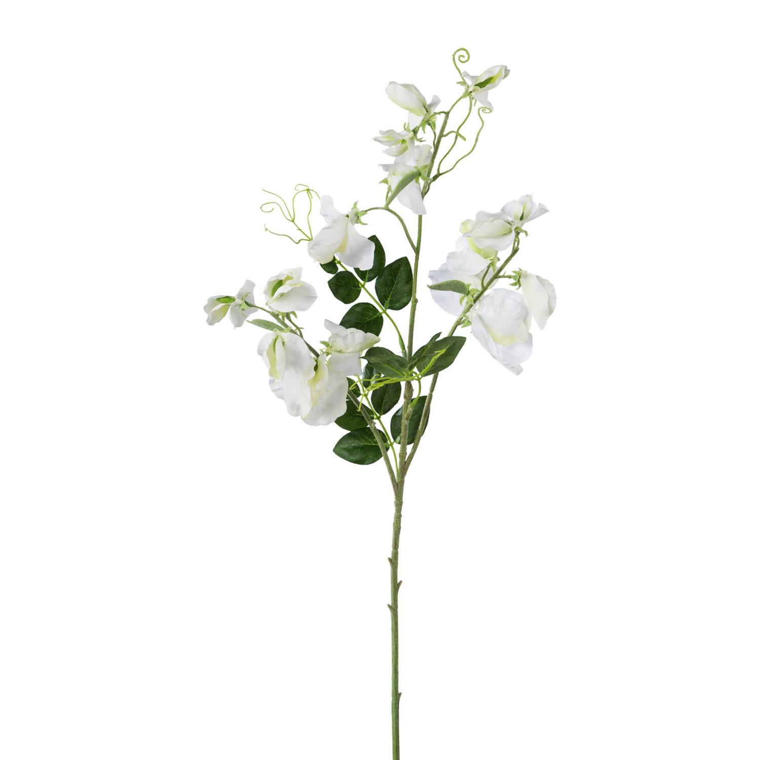 Ein Zweig mit weißen Blüten und grünen Blättern auf einem weißen Hintergrund. Die Blüten sind leicht geöffnet und haben geschwungene Stängel.