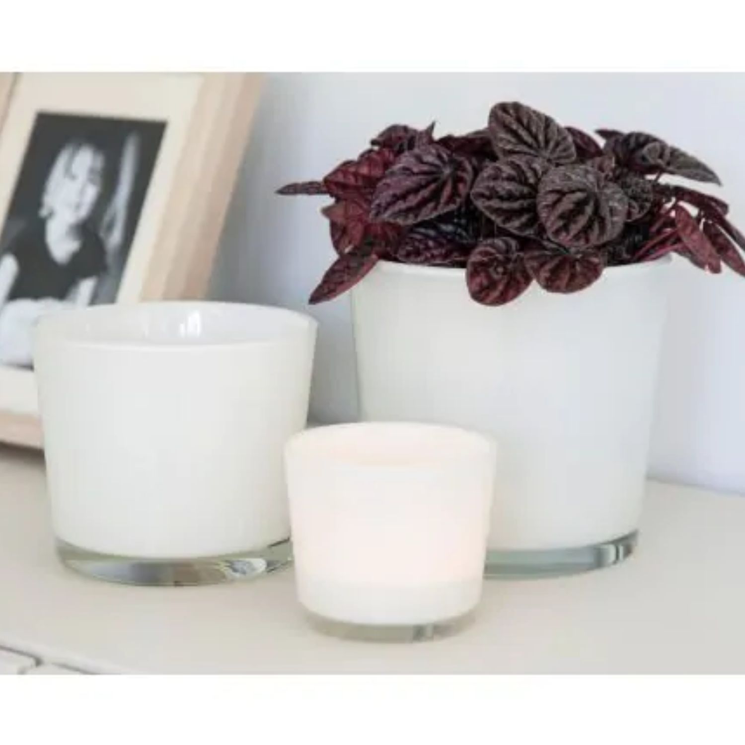 Drei weiße Gefäße, eines mit einer Pflanze mit roten Blättern, stehen auf einem Tisch neben einem gerahmten Foto.