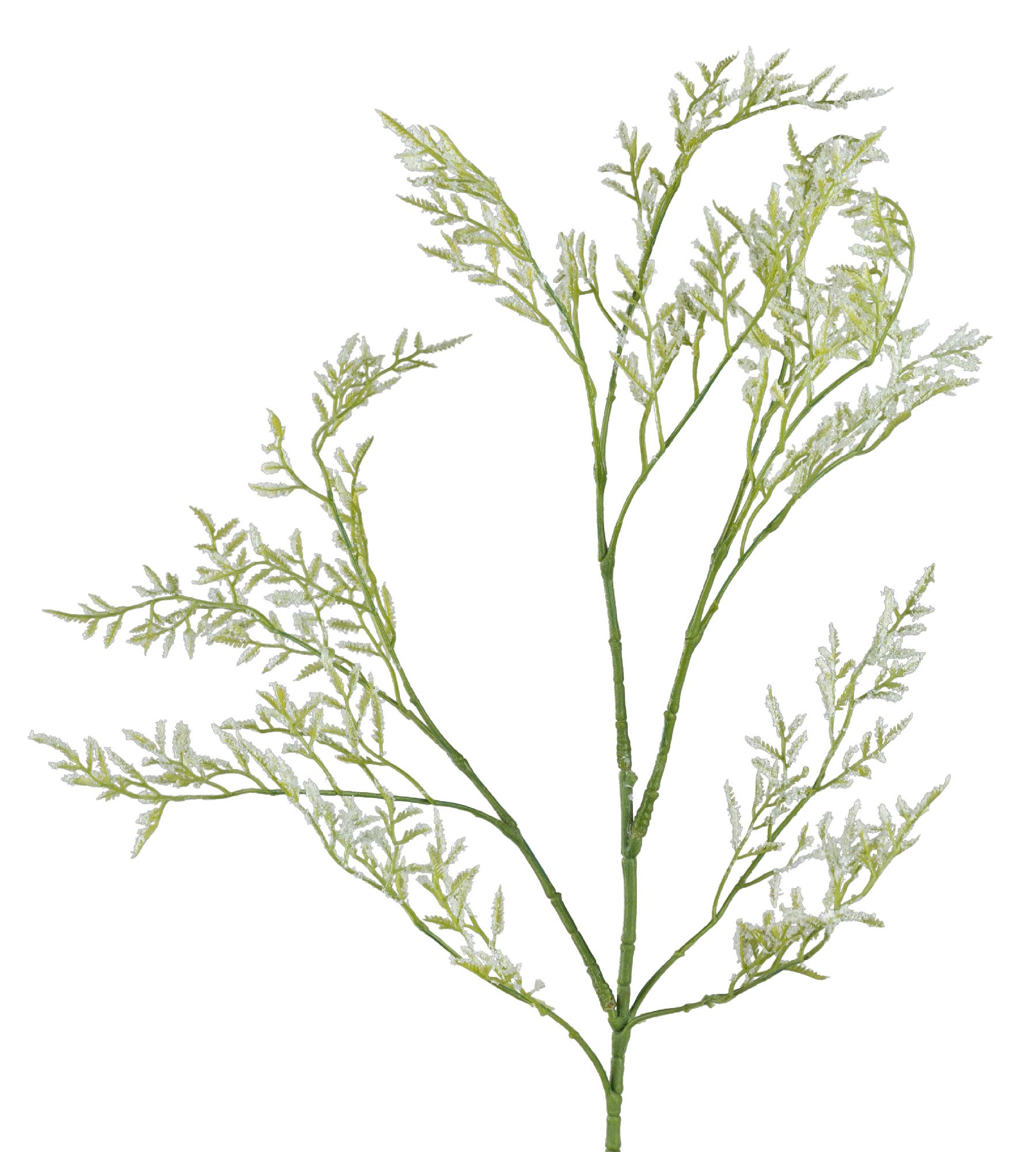 Zweig mit feinen, grünen Blättern und weißen, schneeähnlichen Akzenten, die an den Spitzen der Äste sitzen.