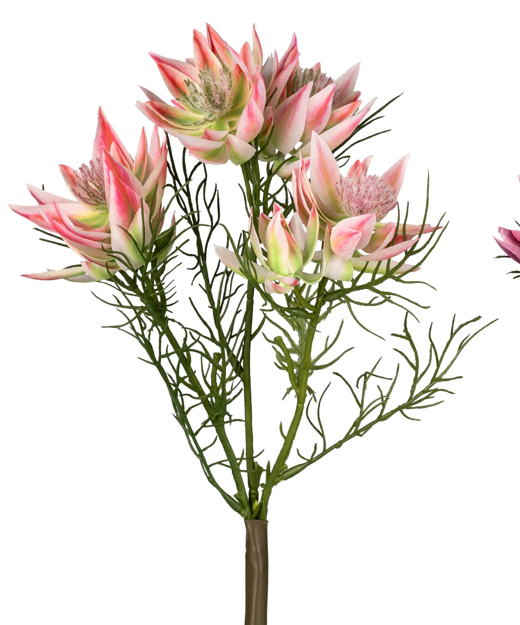 Blütenstand mit mehreren rosa-weißen Blüten und grünen Blättern, auf einem langen, braunen Stiel.