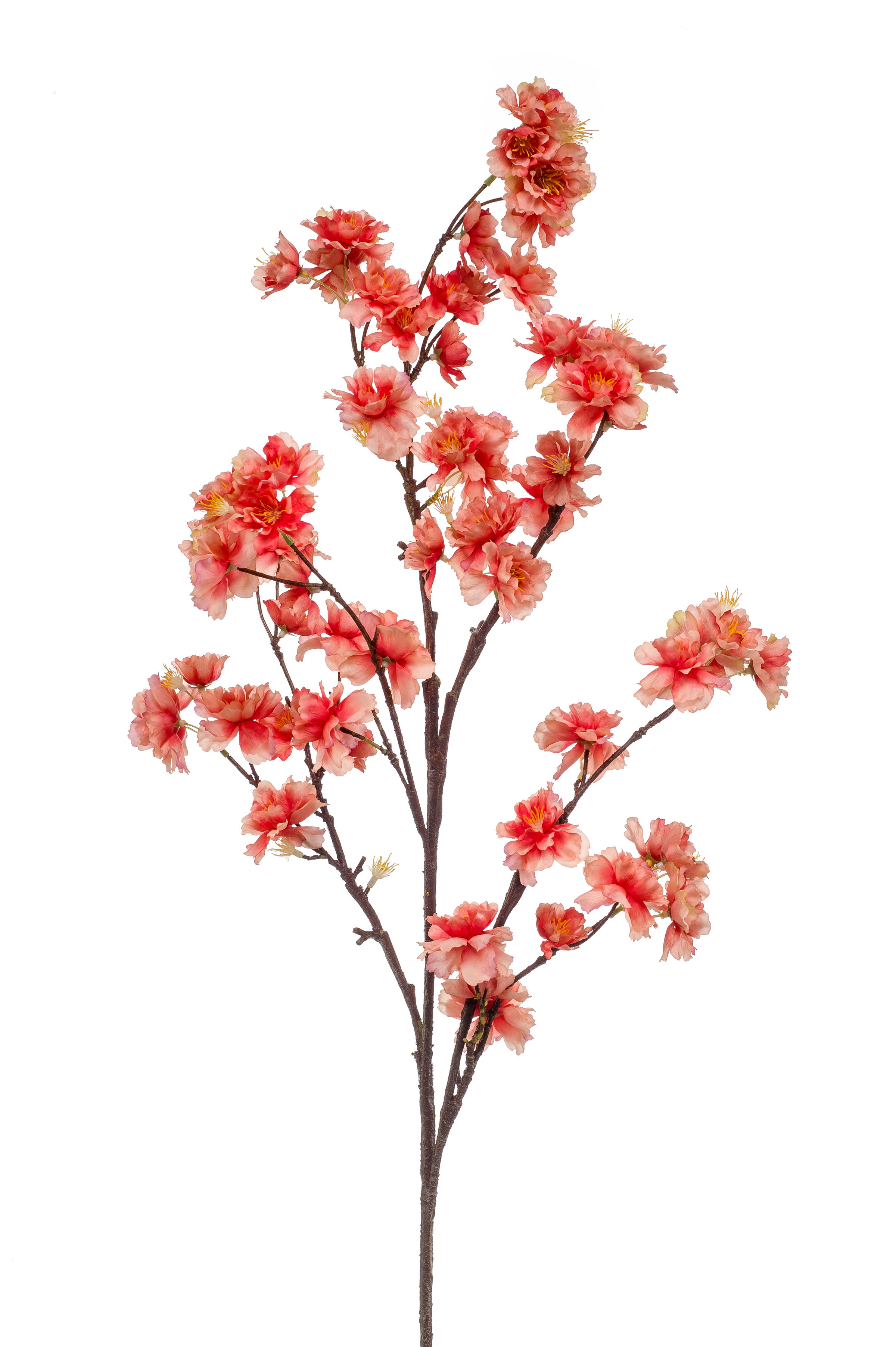 Zweig mit rosa Blüten, der aus mehreren Blüten und grünen Blättern besteht, vor weißem Hintergrund.