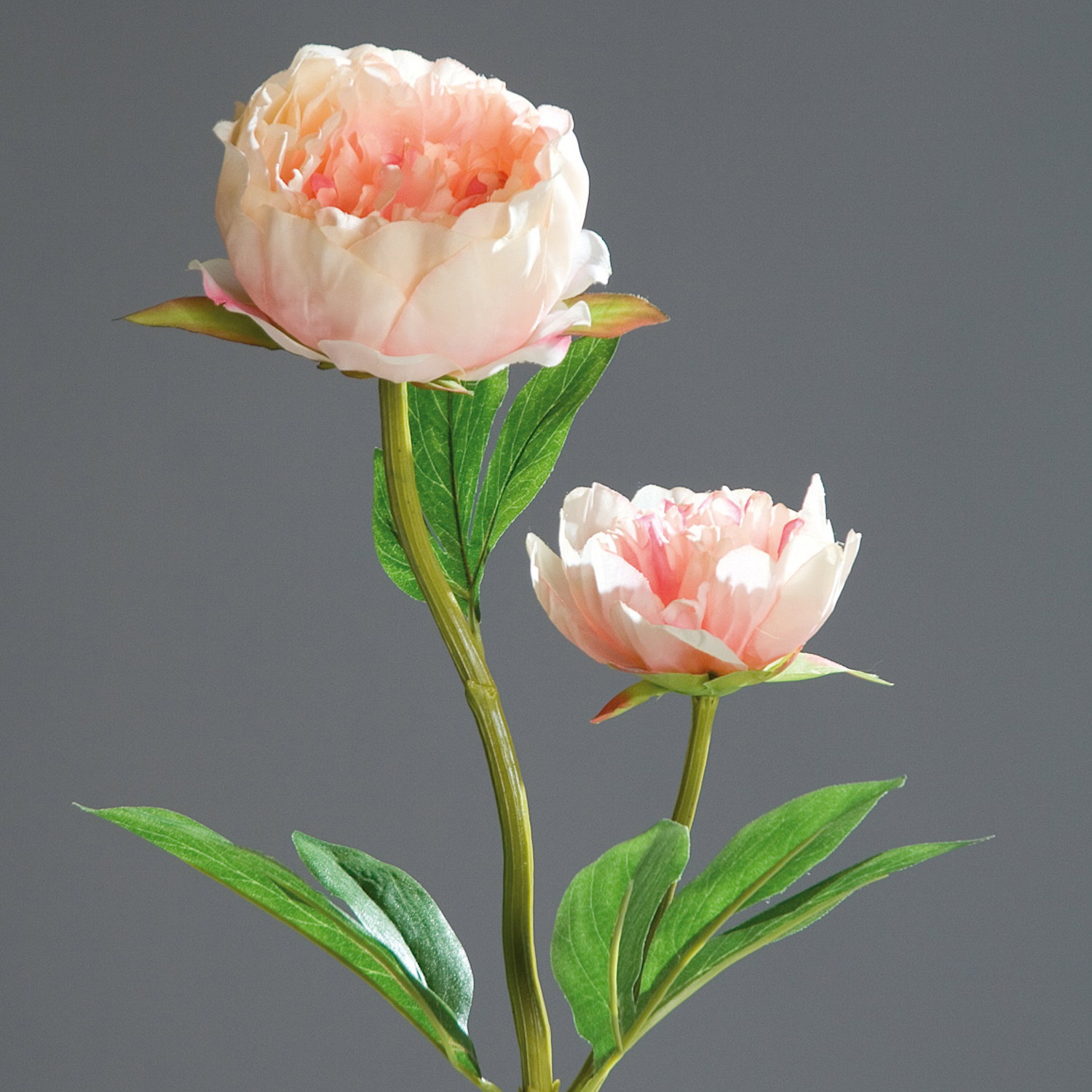 künstliche Pfingstrose Päonie rosa mit 2 Blüten H. 60cm DPI Kunstblumen