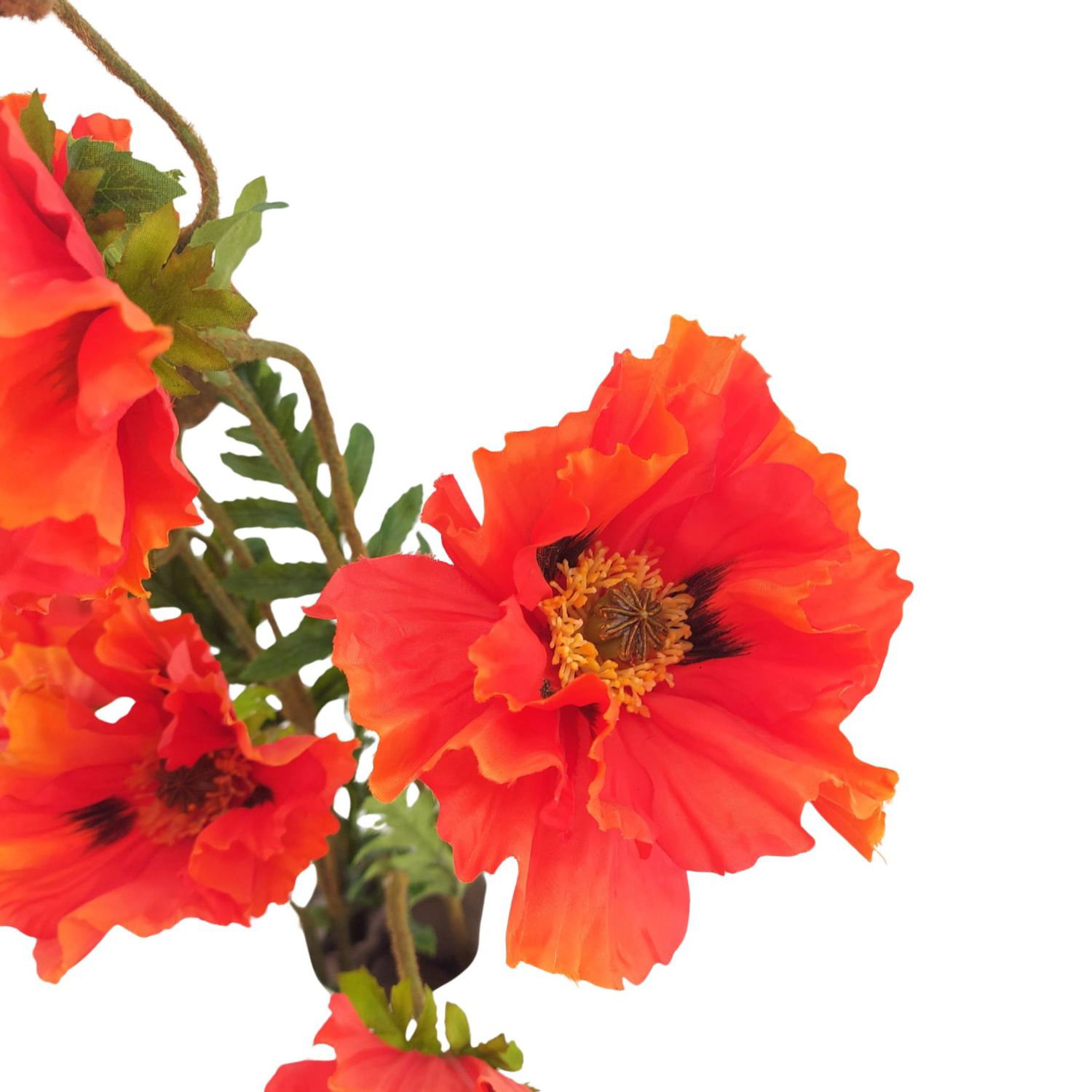 Rote Blumen mit gefransten Blütenblättern und grünen Blättern im Hintergrund